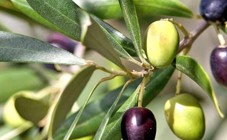 Zeytin ile aşk hikayesi: Egeli Köstem ailesi